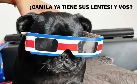 un perro con lentes para eclipse con el diseño de los colores de la bandera de Costa Rica